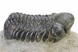 Detailed Reedops Trilobite - Atchana, Morocco #319925-1